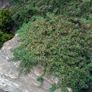 Cotoneaster Queen Of Carpets - shrubs ireland - clarenbridge online garden centre