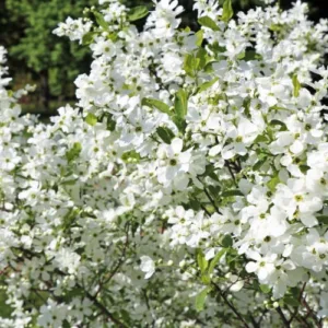 Exochorda macrantha 'The Bride', commonly known as Pearlbush 'The Bride', is a stunning deciduous shrub prized for its elegant, arching branches and
