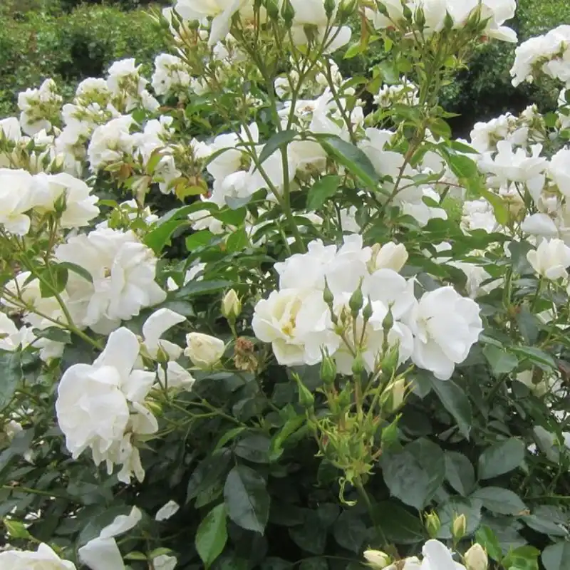 Flower Carpet Rose White - Clarenbridge Garden Centre