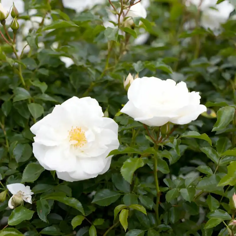 Flower Carpet Rose White - Clarenbridge Garden Centre