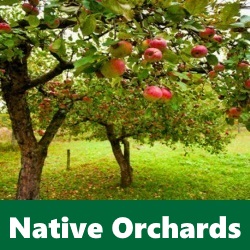 Native Orchards Irish Apple Trees Native Orchards - Irish Apple Trees - GLAS Scheme 2016 - Clarenbridge Online Garden Centre - Ireland