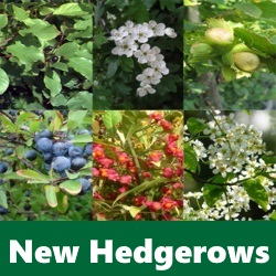 New Hedgerows New Hedgerows Box 2016 - GLAS Scheme 2016 - Clarenbridge Online Garden Store - Ireland