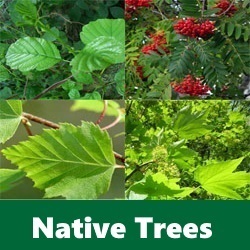 Native Irish Trees REVISED - Native Irish Trees Box 2016 - GLAS Scheme - Clarenbridge Online Garden Centre - Ireland