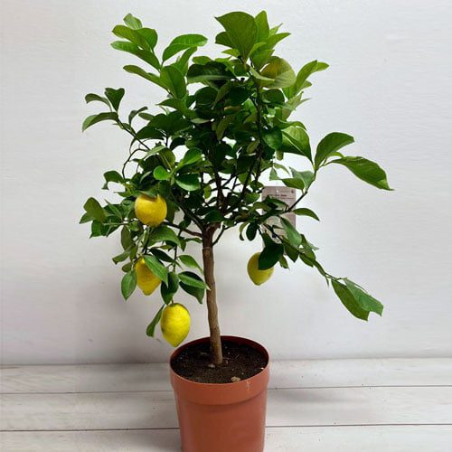 Citrus Lemon Tree Clarenbridge Garden Centre