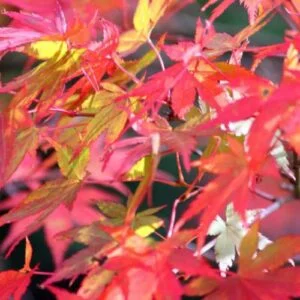 Acer Palmatum Osakazuki - a Japanese maple tree with superb Autumn colour. Perfect for your garden in Ireland