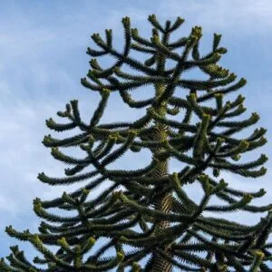 The Monkey Puzzle Tree is a slow growing evergreen tree, with branches clothed in sharply pointed, triangular dark green leaves. Will grow well in Ireland