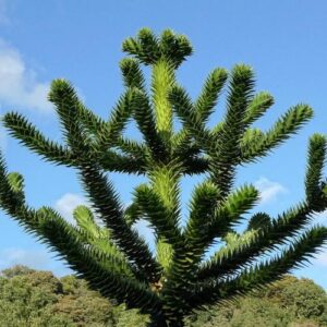 The Monkey Puzzle Tree is a slow growing evergreen tree, with branches clothed in sharply pointed, triangular dark green leaves. Will grow well in Ireland