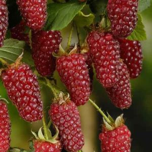 Tayberry - edible garden ireland - clarenbridge online garden centre