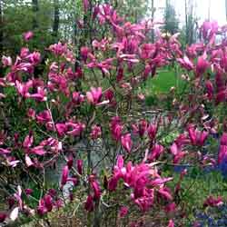 magnolia betty - trees ireland - clarenbridge online garden centre
