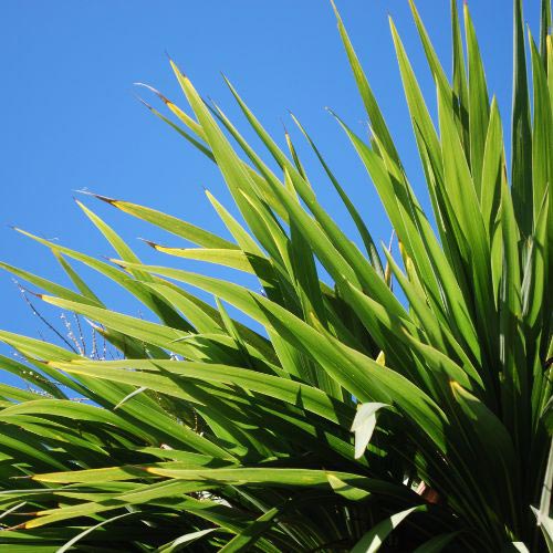 Cordyline australis, commonly known as the Cabbage Palm or Torbay Palm, is a striking and exotic-looking plant that will grow well in Ireland.