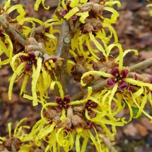 Hamamelis intermedia Pallida - witch hazel, is a deciduous shrub renowned for its striking winter blooms and is ideal for growing in Ireland.