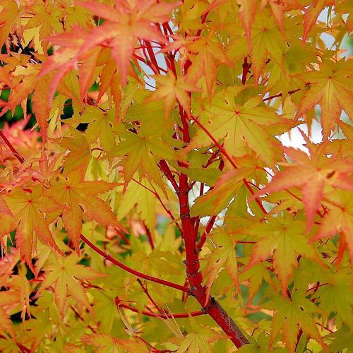 image showing autumn yellow foliage against the red branches of the tree