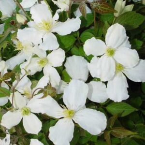 Clematis montana Grandiflora is a vigorous, deciduous climbing plant. It produces large white flowers in Late spring. Perfect for growing in gardens in Ireland.