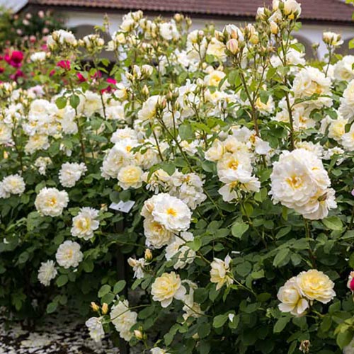 Rosa 'Imogen' Clarenbridge Garden Centre