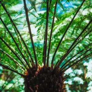 Dicksonia Antarctica, commonly known as the Australian tree fern is ideal for growing in Ireland.
