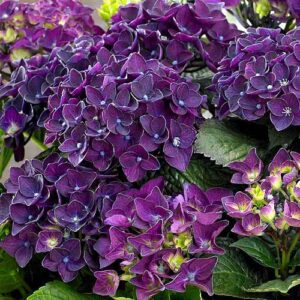 Hydrangea macrophylla Deep Purple Dance a purple mophead variety of shrub ideal for growing in Ireland.