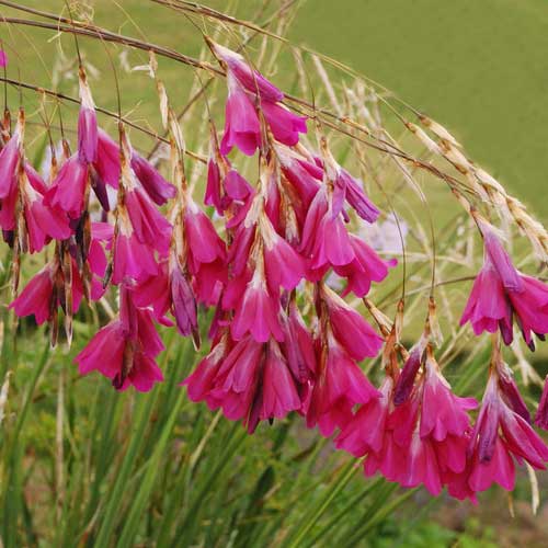 dierama - summer flowering plants ireland - clarenbridge online garden centre