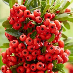 Pyracantha Red Star - climbing plants Ireland - clarenbridge online garden centre