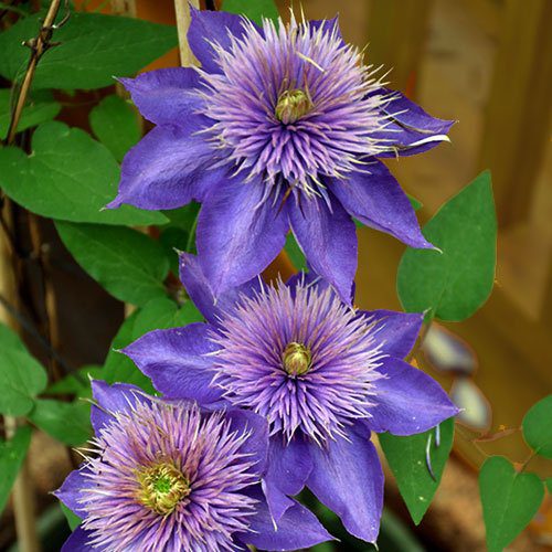 Clematis Multi Blue is a summer flowering climbing plant with vivid blue blooms. It is ideal for growing in Ireland.