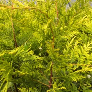 Golden Leylandii 90-100CM - evergreen hedging plant ideal for growing in Ireland