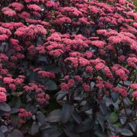 Sedum-Purple-Emperor-200-Drought-Resistant-Plants-Garden-Blog-Shrubs-Clarenbridge-Online-Garden-Centre-Ireland.