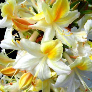 Rhododendron Northern Hi Lights - shrubs Ireland - clarenbridge online garden centre
