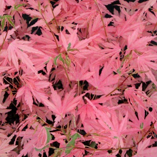 Acer Palmatum Taylor - a small Japanese Maple tree with pink, green and cream foliage. Ideal for gardens in Ireland