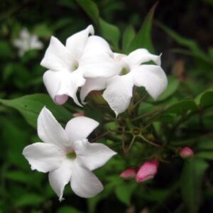 Jasminum officinale, or common jasmine, is a fragrant and ornamental climbing plant species renowned for its white flowers and sweet scent. It will grow well in Ireland.