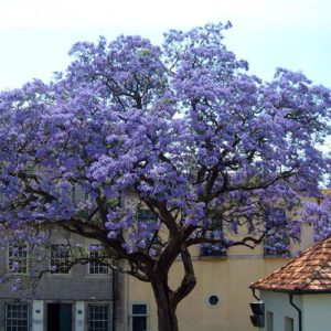 Paulownia tomentosa -Empress Tree or Foxglove Tree, is a fast-growing deciduous tree with purple spring flowers and huge leaves. It grows well in Ireland.
