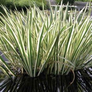 Acorus calanus Variegatus - Bamboo & Ferns & Grasses dept - Clarenbridge Online Garden Centre Ireland