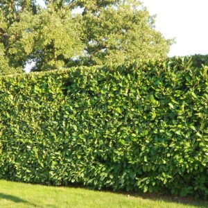 Prunus laurocerasus 40-50cm - hedging ireland - clarenbridge online garden centre