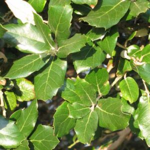Quercus Ilex, Evergreen or Holm Oak - a large evergreen tree that is ideal for growing in Ireland.