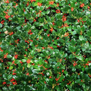 ilex aquifolium holly -hedging-ireland-clarenbridge-online-garden-centre