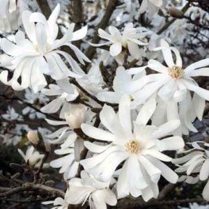 Magnolia Stellata - magnolias ireland - clarenbridge online garden centre