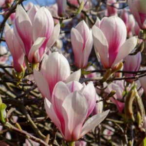 Magnolia Soulangeana - shrubs Ireland - clarenbridge online garden centre