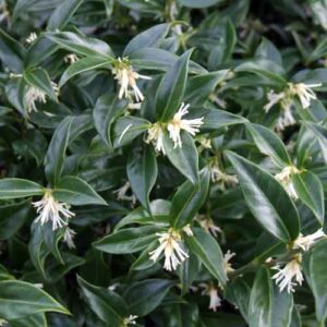Sarcococca Confusa - shrubs ireland - clarenbridge online garden centre