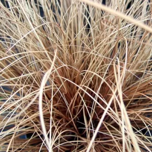Carex Comans Bronze Form, bronze sedge grass, an evergreen grass ideal for growing in gardens in Ireland
