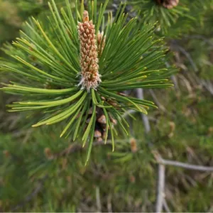 Pinus nigra, commonly known as Austrian pine or black pine, is a species of evergreen coniferous tree native to Europe which will grow well in Ireland.