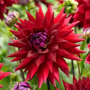 The Dahlia Wittemans Best is a semi-cactus variety known for its striking vivid red flowers, and is ideal for growing in Ireland..