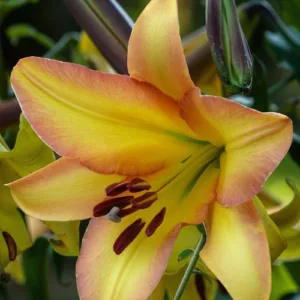 Lilium Rising Moon - An oriental x trumpet lily hybrid.with enormous, golden-yellow flowers. Ideal for growing in Ireland.