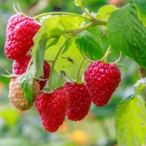 Rubus idaeus Malling Promise is a raspberry cultivar known for its excellent flavour and productivity and will grow well in Ireland.