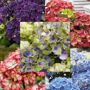 Our Hydrangea Exclusive Mix x 5 is a superb mix of 5 varieties of Hydrangea for your garden in Ireland.