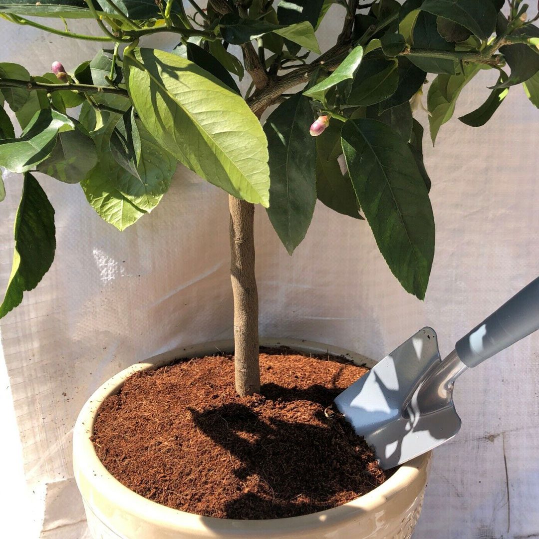 Citrus Potting Mix 10L Clarenbridge Garden Centre