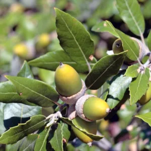 Quercus ilex, commonly known as the Holm Oak or Holly Oak, is an evergreen tree that grows well in Ireland.