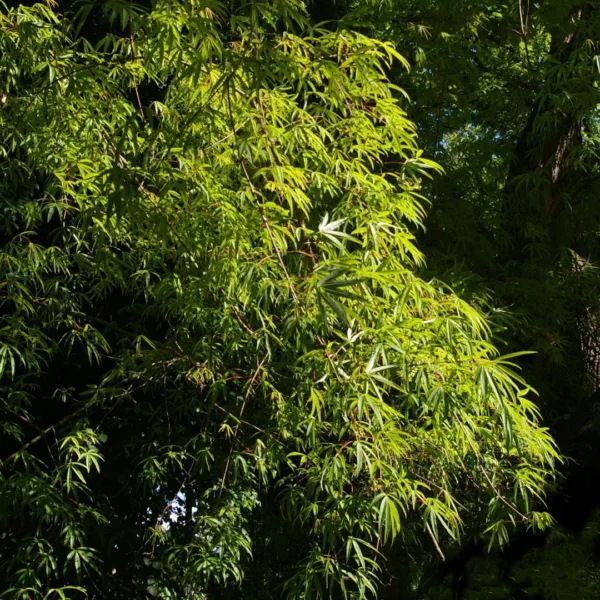 Acer Pentaphyllum