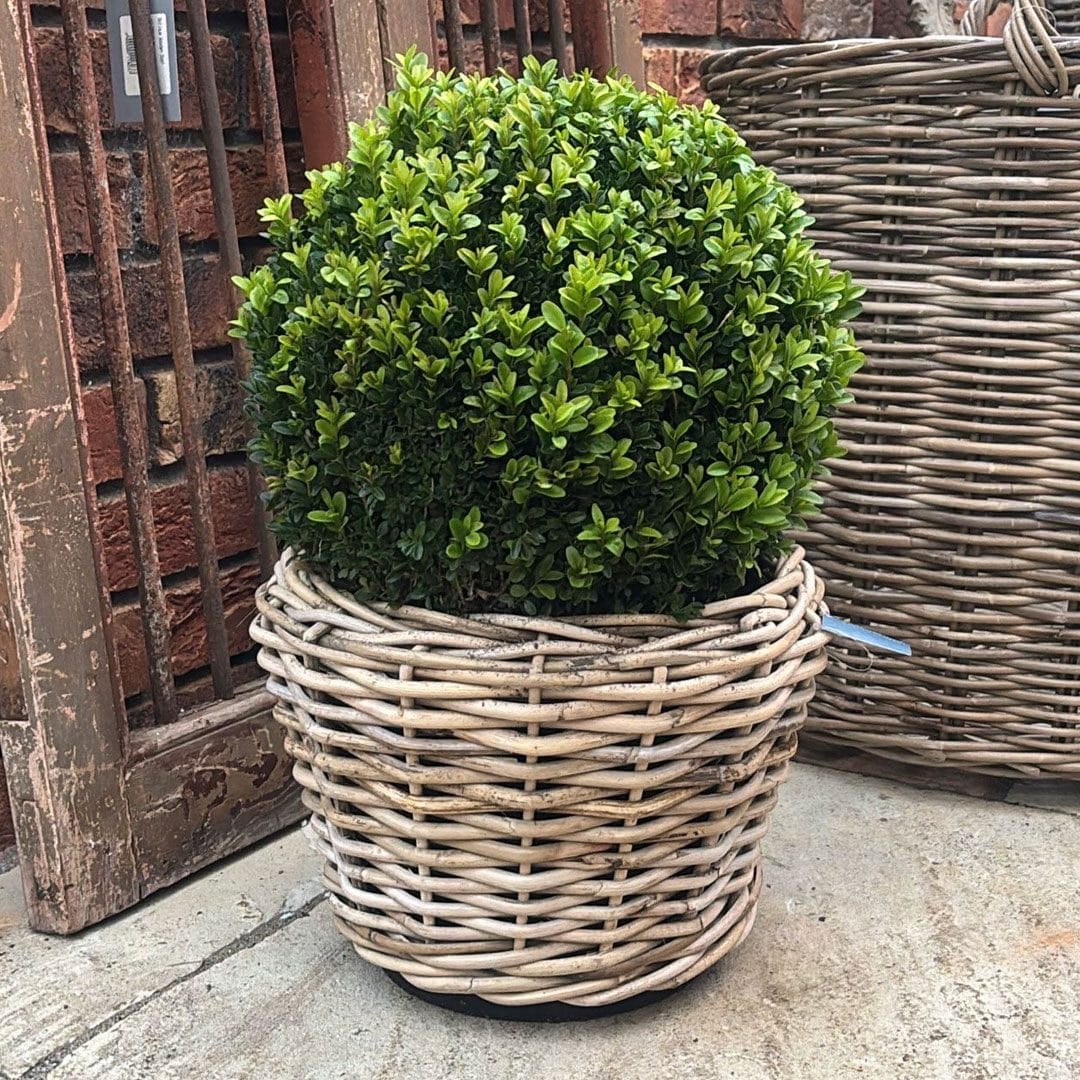Buxus Ball in a Wicker Basket - Clarenbridge Garden Centre