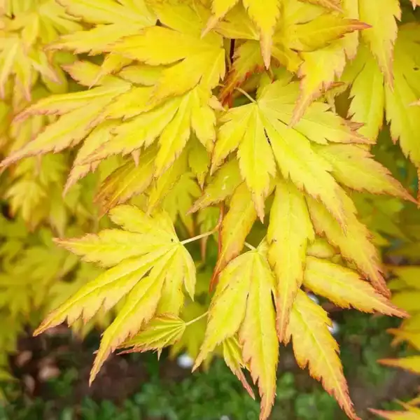 Acer palmatum 'Cascade Gold' - Clarenbridge Garden Centre
