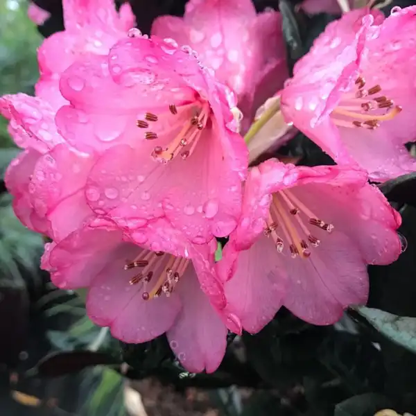Rhododendron Wine & Roses(25-30 cm) - Clarenbridge Garden Centre