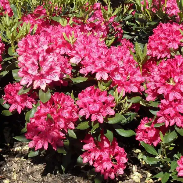 Rhododendron Wine & Roses(25-30 cm) - Clarenbridge Garden Centre