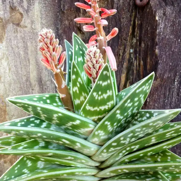 Aloe Variegata - Partridge-Breasted Aloe - Clarenbridge Garden Centre